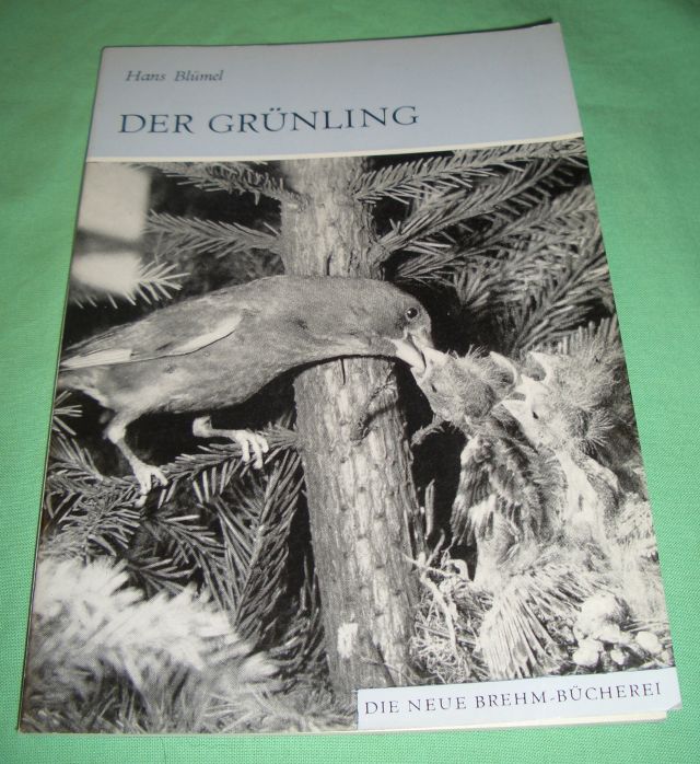 Blümel, Der Grünling