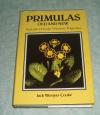 Primulas